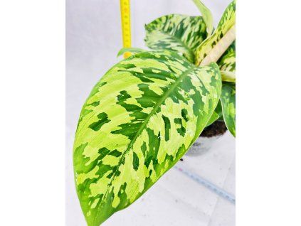 HOMALOMENA WALLISII CAMOUFLAGE