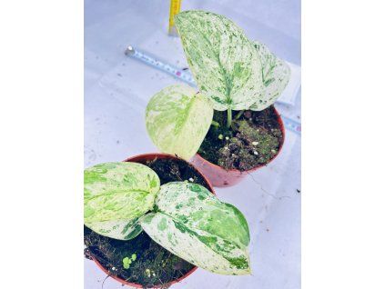 SCINDAPSUS JADE SATIN MARBLE