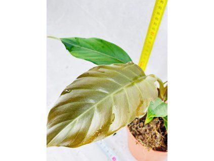 PHILODENDRON CHOCO EMPRESS