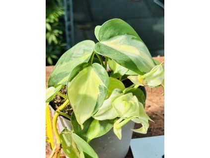 PHILODENDRON CREAM SPLASH