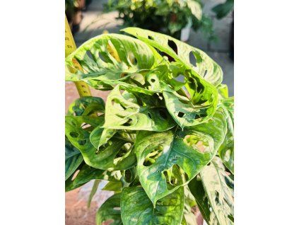 MONSTERA MONKEY MASK