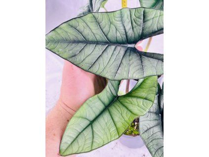 ALOCASIA PLATINUM