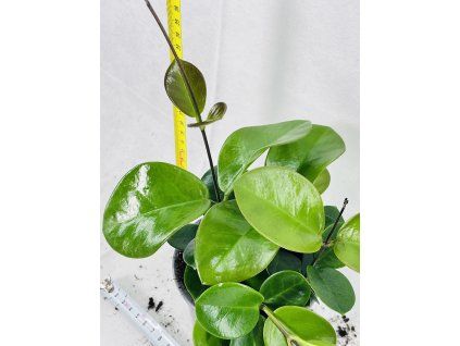 HOYA AUSTRALIS