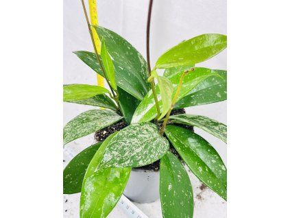 HOYA PUBICALYX SILVER SPOT