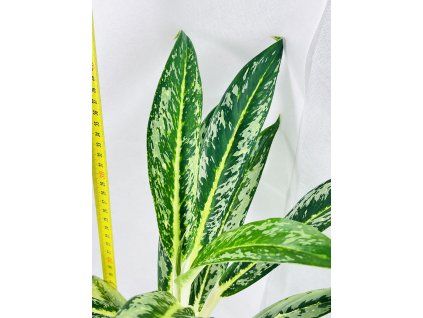 AGLAONEMA MATCHA LEMON