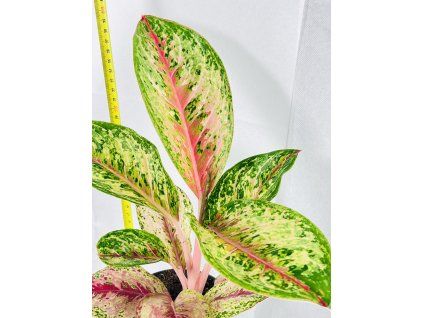 AGLAONEMA PAINTED CELEBRATION