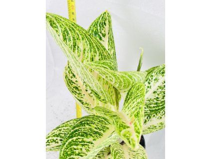 AGLAONEMA POLAR SPRINGTIME