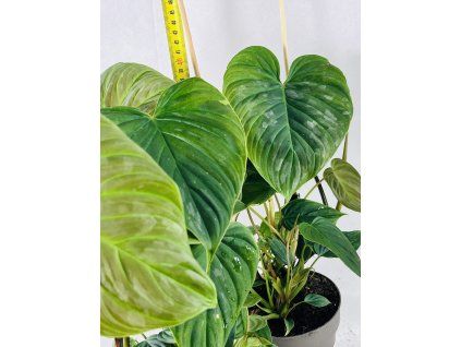 PHILODENDRON MAJESTIC