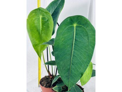 ANTHURIUM PELTIGERUM