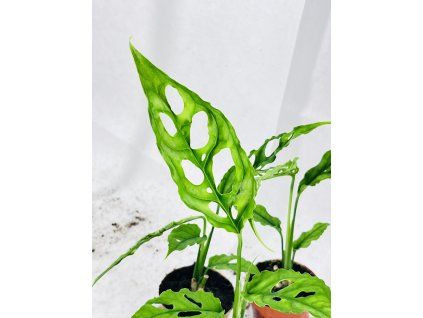 MONSTERA OBLIQUA PERU