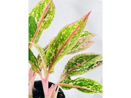 AGLAONEMA PRESTIGE