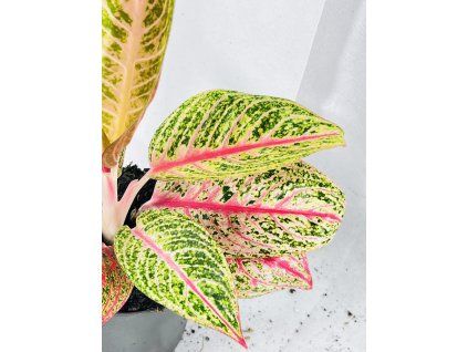 AGLAONEMA ROMANCE RED