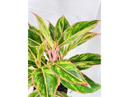 AGLAONEMA JUNGLE NECTARINE