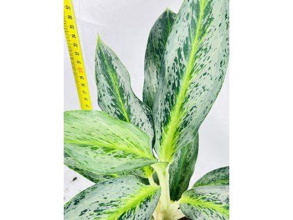 AGLAONEMA EMERALD STONE