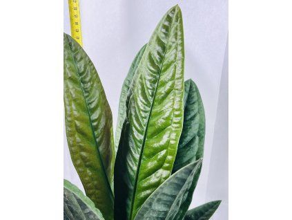 ANTHURIUM SUPERBUM