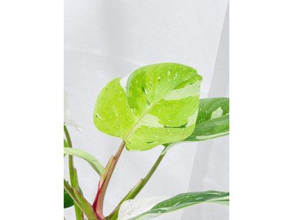 PHILODENDRON FRESH AUREA