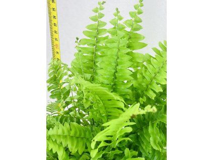 BLUE BELL FERN