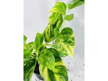 EPIPREMNUM HICOLOR