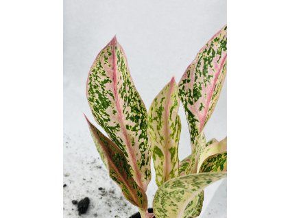 AGLAONEMA PRESTIGE