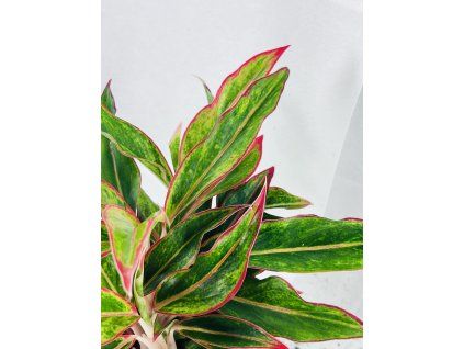 AGLAONEMA CRETE