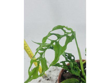 MONSTERA OBLIQUA PERU