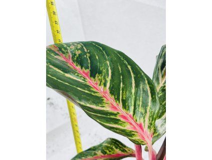 AGLAONEMA RED OKAPI