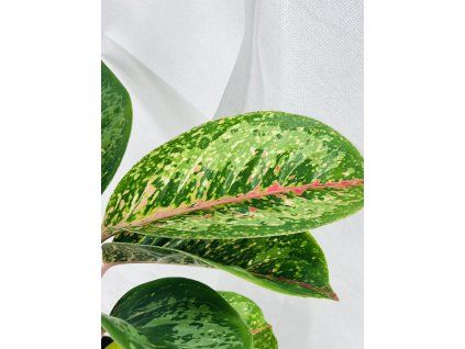 AGLAONEMA COCOMELON