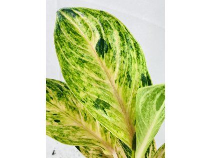 AGLAONEMA PEACH PEARL