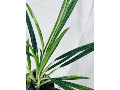 AGLAONEMA SLIM JIM