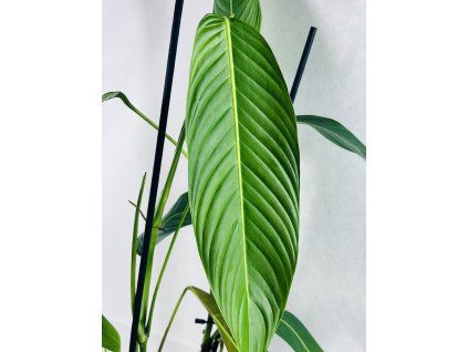 PHILODENDRON HETEROCRASPEDON