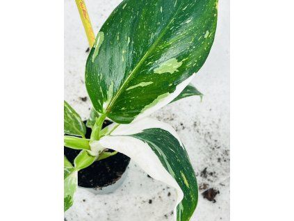 PHILODENDRON WHITE WIZARD