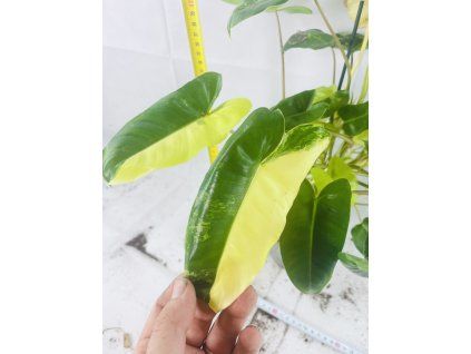 PHILODENDRON BURLE MARX VARIEGATED