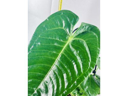 ANTHURIUM VEITCHII