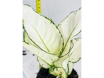 AGLAONEMA WHITE JOY
