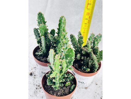 OPUNTIA