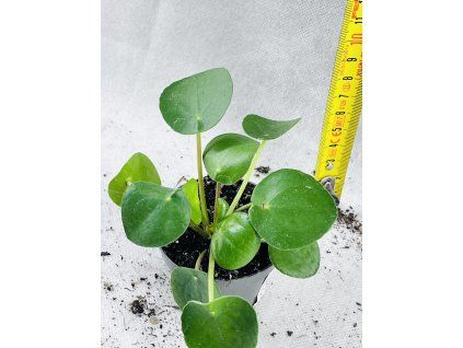 PILEA PEPEROMIODES