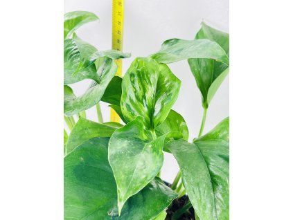 EPIPREMNUM GREEN ON GREEN