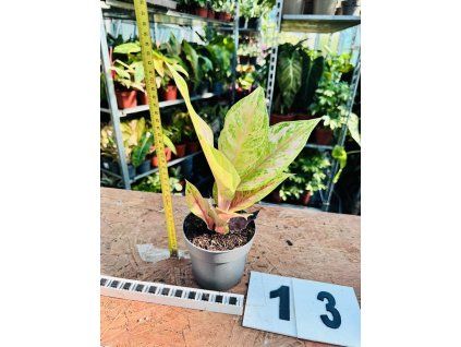 AGLAONEMA PASTELLA