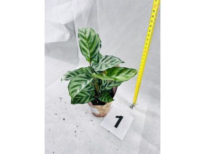 CALATHEA FREDDIE