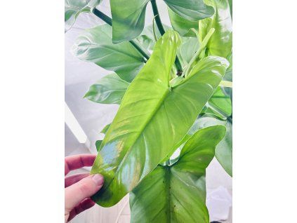 PHILODENDRON SILVER SWORD