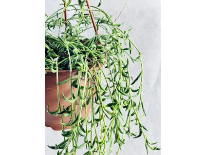 SENECIO