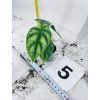ALOCASIA DRAGON SCALE