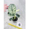 ALOCASIA DRAGON SILVER AUREA VARIEGATED