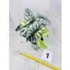ALOCASIA DRAGON SILVER AUREA VARIEGATED