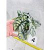 ALOCASIA DRAGON SILVER AUREA VARIEGATED