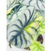 ALOCASIA DRAGON SILVER AUREA VARIEGATED