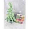 🎄 VÁNOČNÍ SADA č. 1 – HappyPlant START