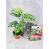 🎄 VÁNOČNÍ SADA č. 2 – HappyPlant PLUS