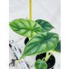 ALOCASIA DRAGON SCALE