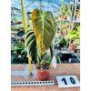 PHILODENDRON MELANOCHRYSUM